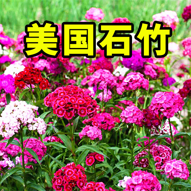 碧鼎耐寒多年矮生五彩石竹花種子四季種開(kāi)花室外庭院花卉花草花籽種子 美國石竹 1000粒+肥