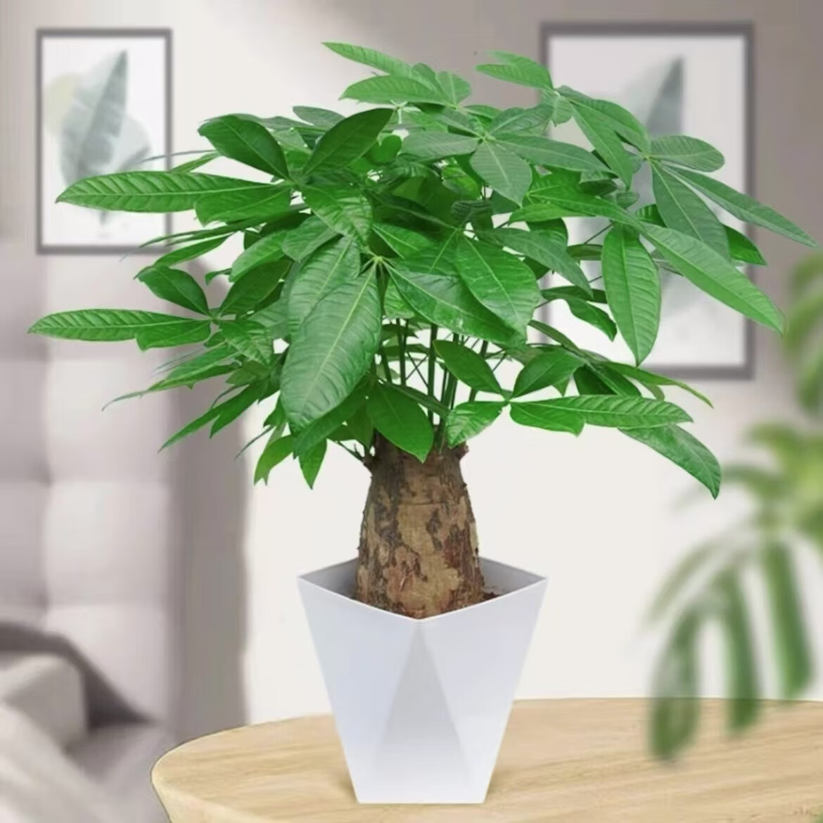 �ۻ�����������������ֲ���������ȩ������������칫�һ���������ֲ С���ȷ�����+�������� 20-30cm