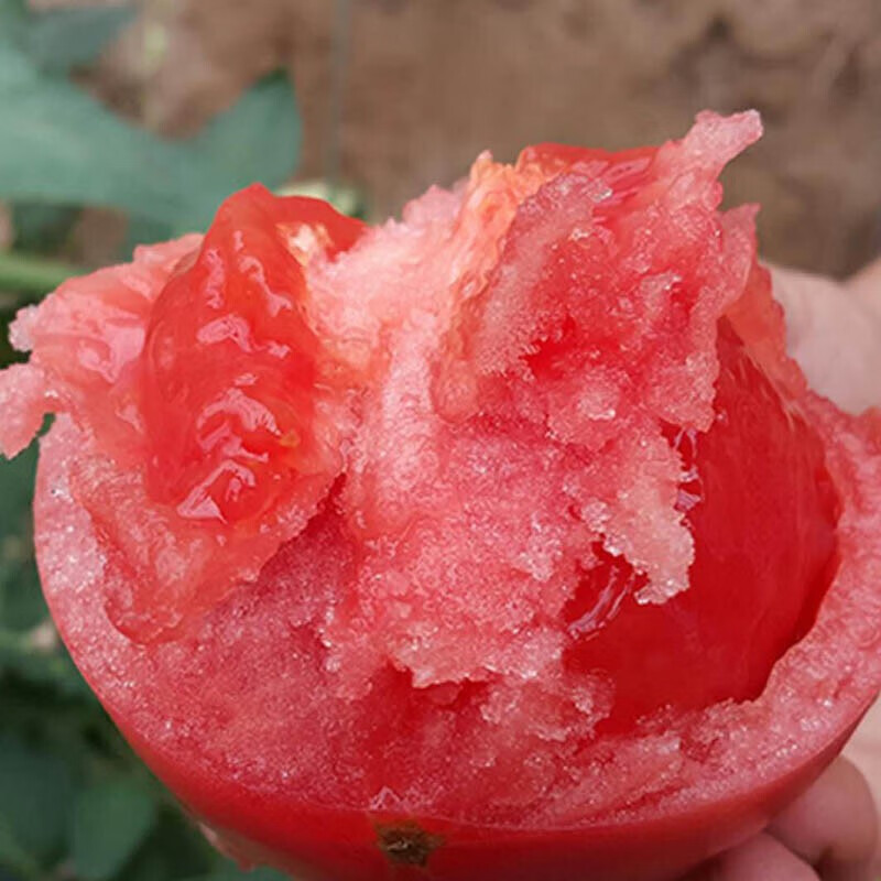 申果果普鲁旺斯生吃西红柿 新鲜沙瓤大番茄 自然熟蔬菜水果 普罗旺斯西红柿大果 4.5斤