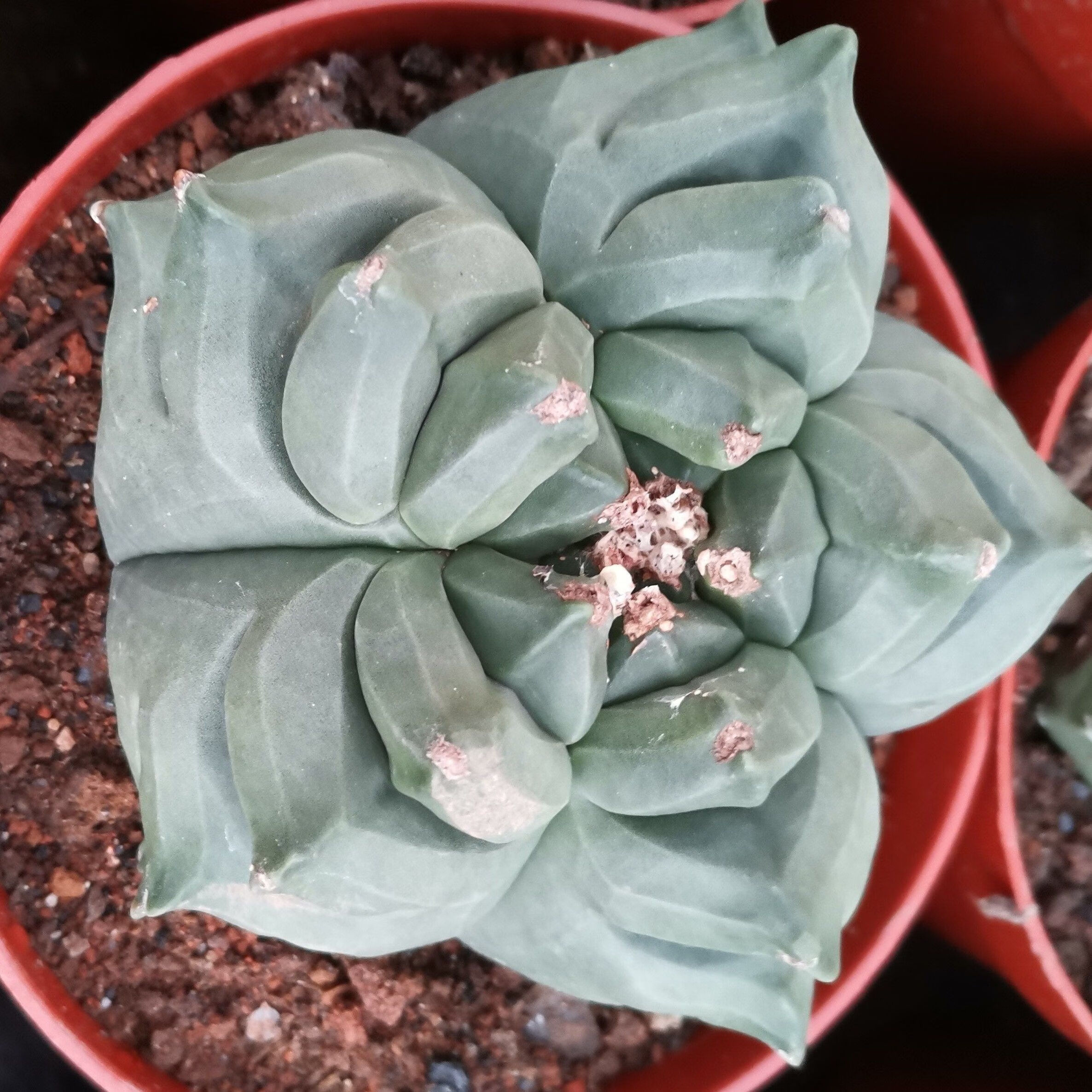 迎虞花苑仙人球超大龜甲五角鸞鳳玉四角稀有開花仙人球多肉辦公室內(nèi)外盆栽 10公分龜甲鸞鳳玉