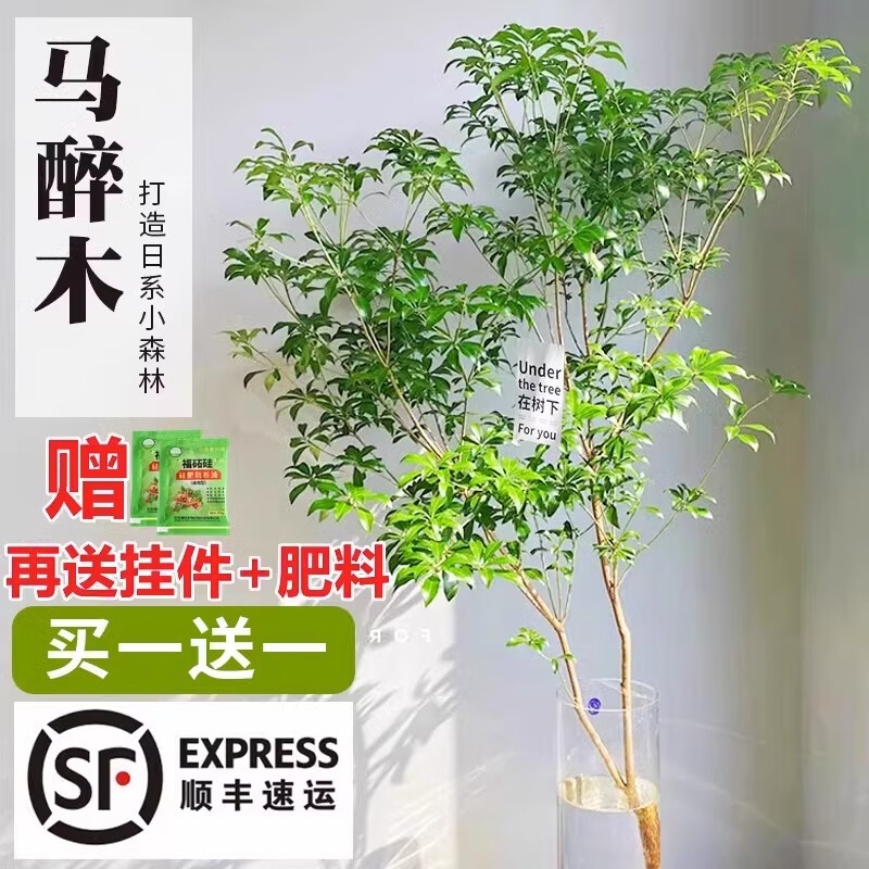 馬醉木水培植物室內(nèi)綠植鮮切枝條盆栽吊鐘客廳水養(yǎng)小樹苗日本陽臺(tái) 1.2-1.3m送90-100cm一枝+吊牌
