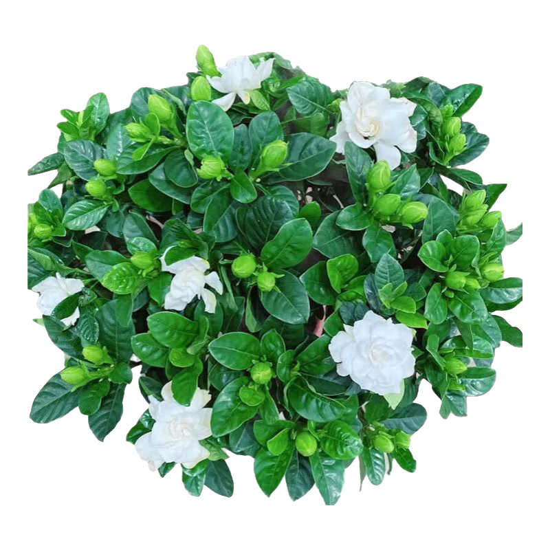 ���������ӻ����԰�����ֲ������������̨�ļ�����ֲ������辰 С���ӻ� �ھ�90 �簲�� 8.8Ԫ