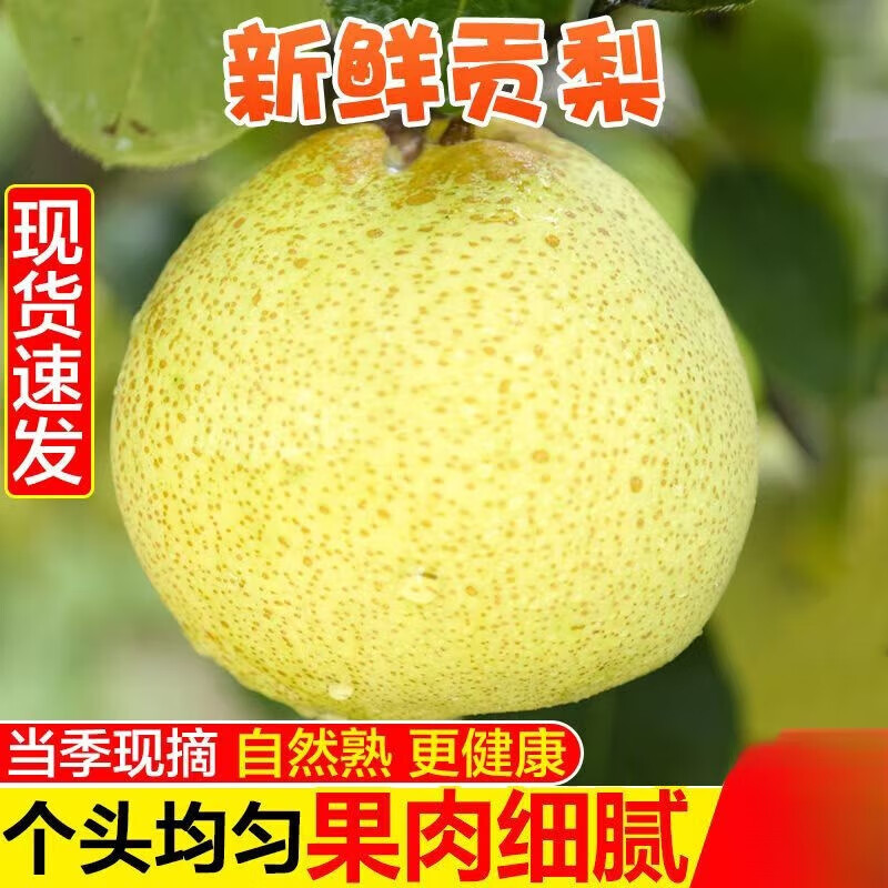 正宗山西貢梨整箱梨子新鮮水果當(dāng)季酥梨老樹(shù)梨皮薄黃雪梨超甜 5斤