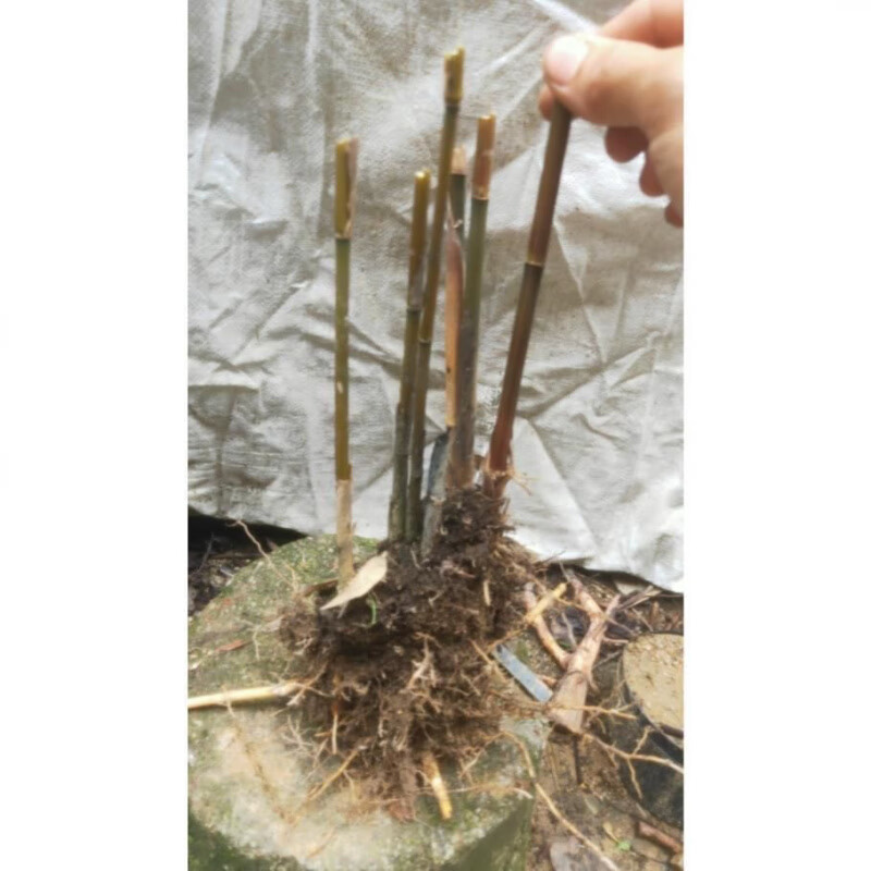 矢竹苗鱼杆竹高野竹苗矢竹子细竹子苗高山竹钓鱼杆竹庭院南北耐寒