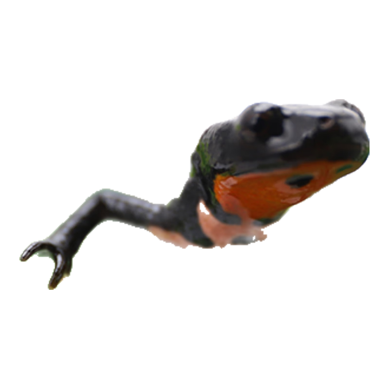 ڲĭCHONG YIMOСˮˮС С2ֻ6.6Ԫ
