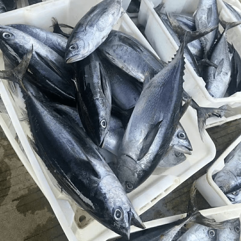 東廣東陽江金槍魚整條新鮮刺身海釣炮彈魚壽司鮪魚冷凍深海鮮黑黃鰭 1-1.2斤一條裝金槍魚