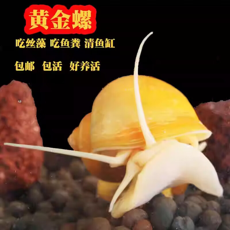 黄金蚬专吃鱼屎粪便鱼缸观赏清洁工具螺净化水质冷水观赏黄金河蚌 除藻黄金螺1.5-2.5厘米3颗送1颗