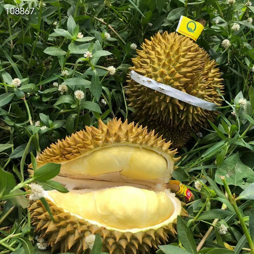 鲜耐【顺丰】正宗金枕新鲜榴莲泰国进口带壳大果软糯树熟 金枕榴莲(保3房) 净重3-4斤(1个果)