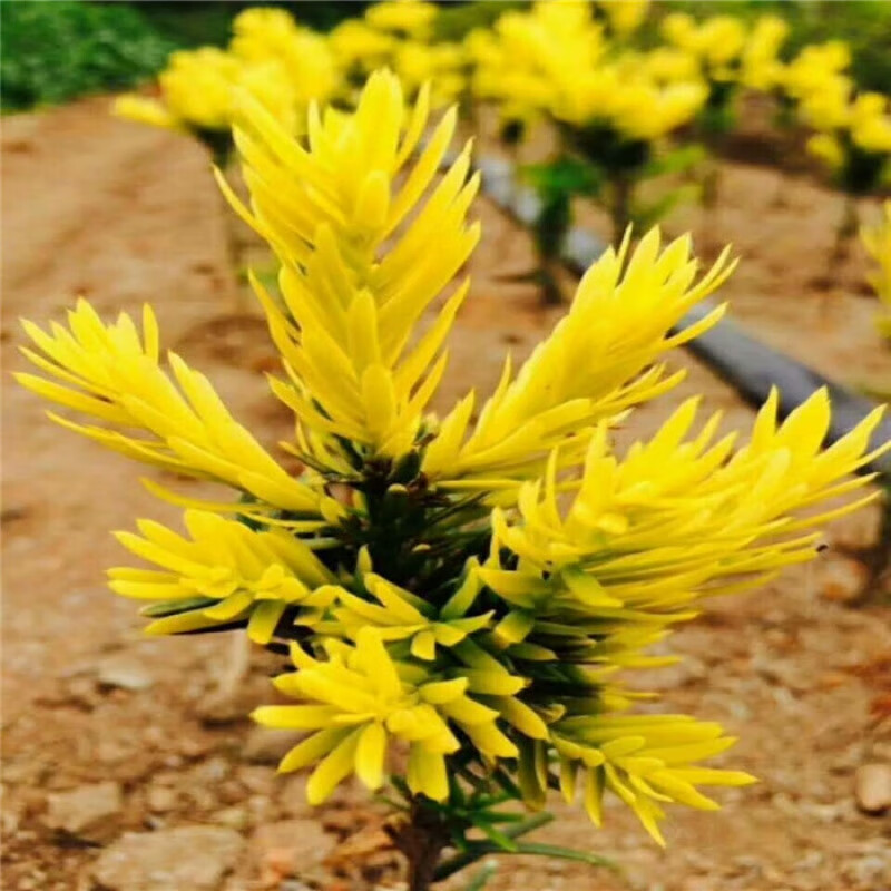 花姬 基地直销正宗金叶红豆杉树苗珍稀名贵绿植黄金杉小苗耐寒耐冻 日本金叶杉杯苗【高10-20cm】 不含盆