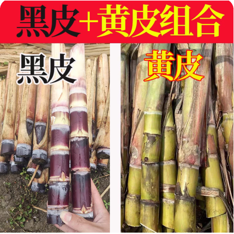 京誉节长紫皮水果甘蔗种子芽多黄金甘蔗种苗黑皮甘蔗苗粗壮现货易成活