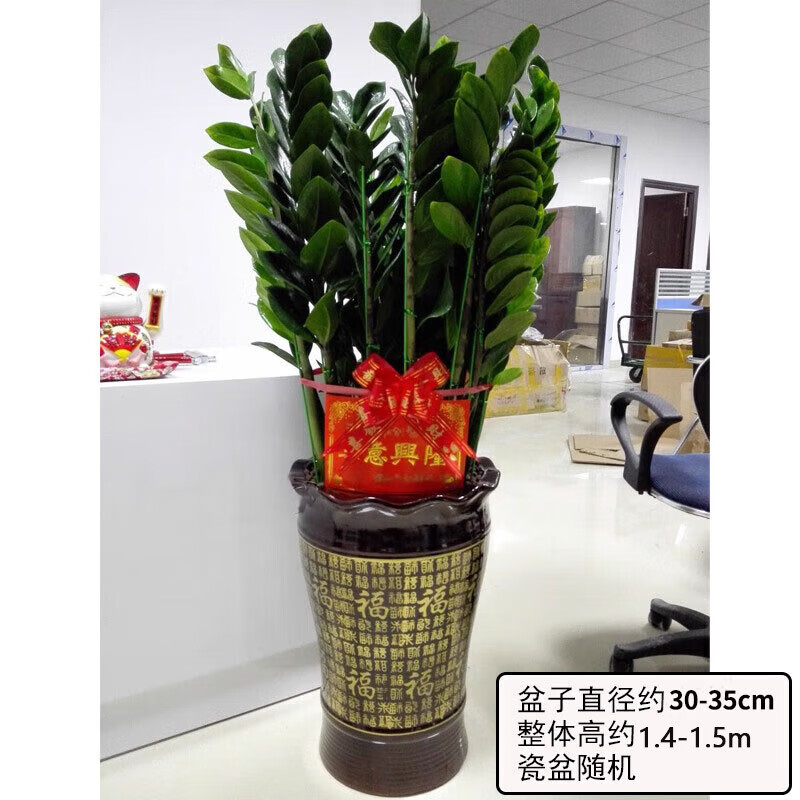 Only youСʱǮڻܿļֲҵǨ ǮԼ1.4-1.5m)