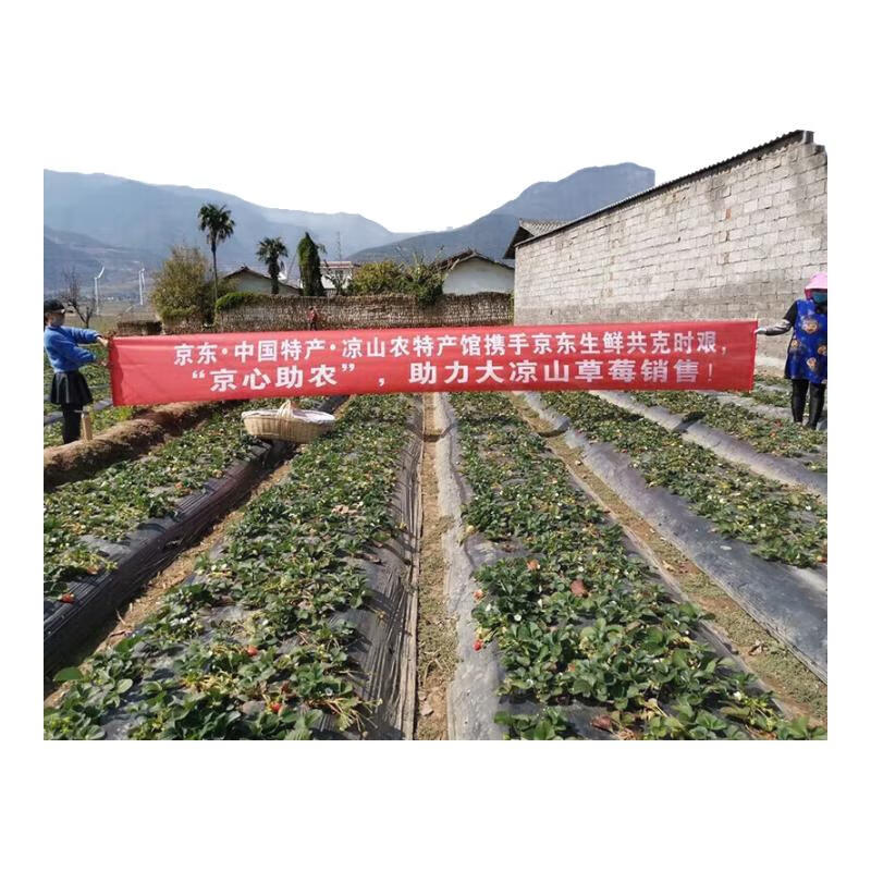 勿语四川大凉山德昌高山露天种植草莓  草莓礼盒农家水果产 4盒中大果单果12g+ (44-80枚)净重2.1-2.6斤