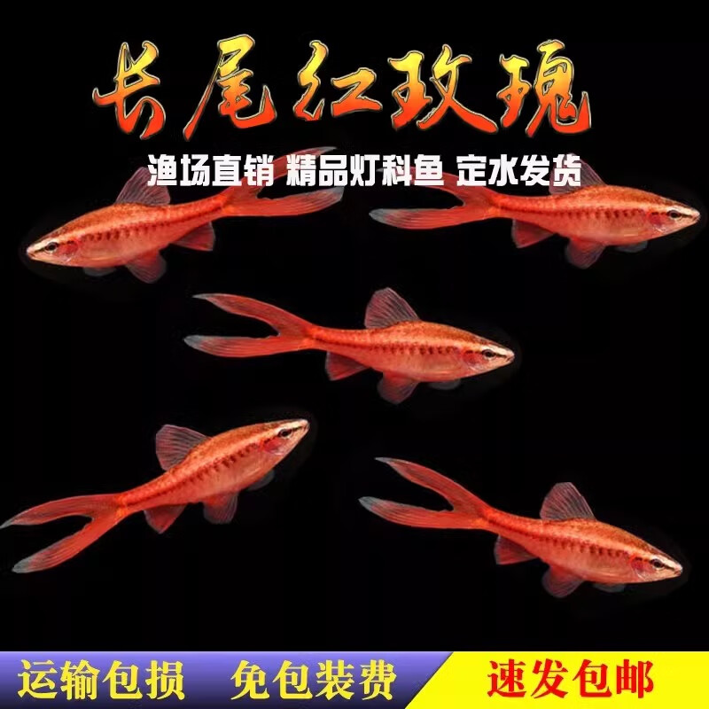 森淵長尾櫻桃燈紅玫瑰魚草缸精靈小型熱帶觀賞魚淡水好養(yǎng)活體 1.6-2cm長尾紅玫瑰10+2備損
