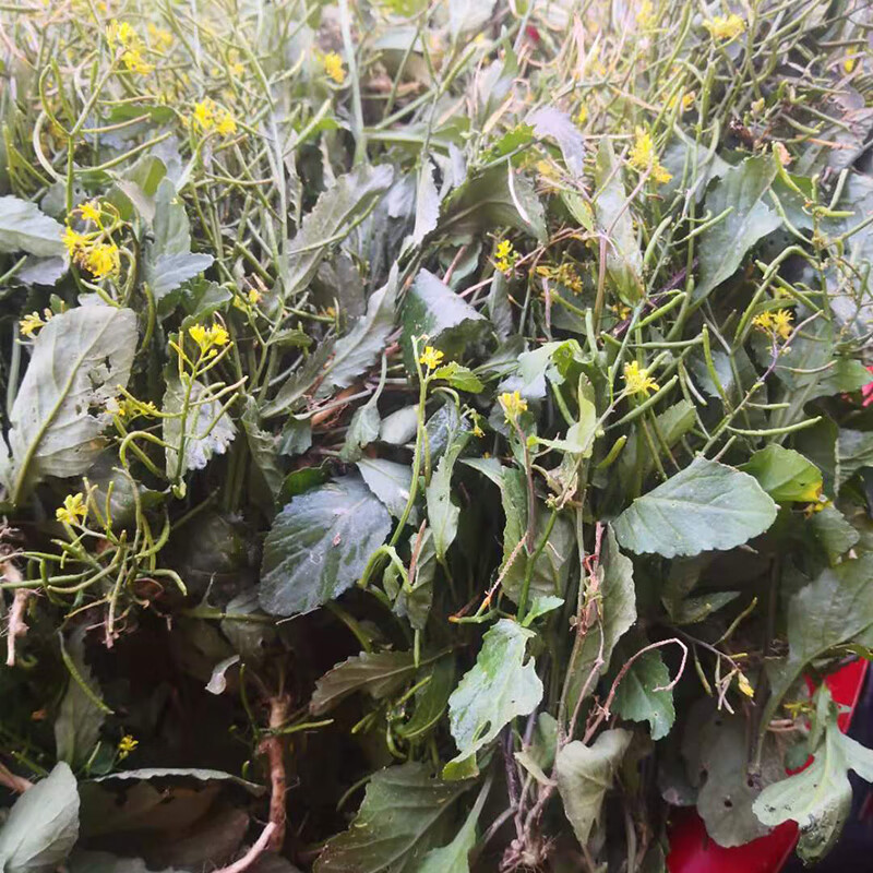 原生态新鲜蔊菜 农家塘葛菜 江剪草 野油菜 潮汕草药假菜仔干货 现采