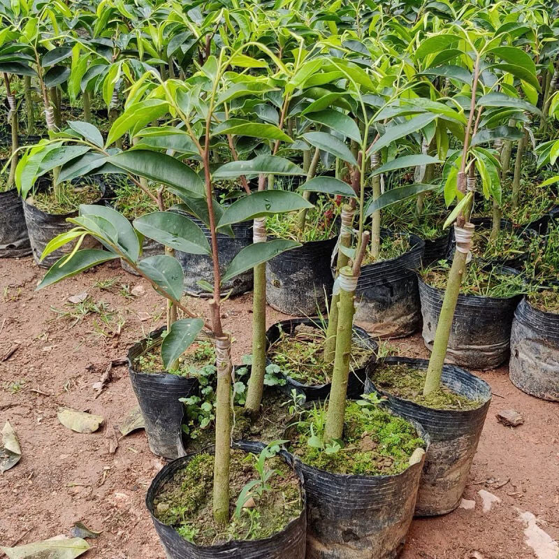 沉香种植全指南：从白木香树苗到结香采收的生态种植之路