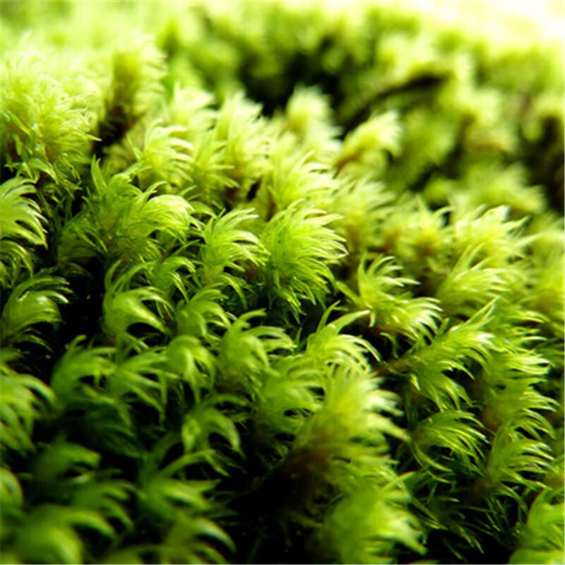 微景观植物盆景生态瓶diy绿植水陆缸假山盆栽盆景 短绒藓15x8cm