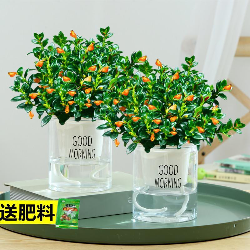 ���㻨�������԰칫���ڻ����ļ����������̨����С��ֲˮ��ֲ�� �������+��ˮ��+����*2