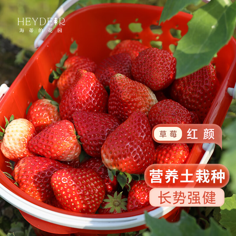 海蒂的花园草莓苗盆栽苗秧种子秋冬季多季结果原土原盆红颜奶油草莓苗结果多 草莓：红颜15cm盆