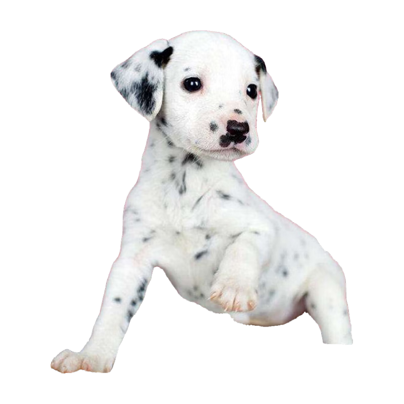 帅帅名宠北京犬舍【健康保障】纯种斑点狗幼犬  影视明星犬 温顺可爱 田园级