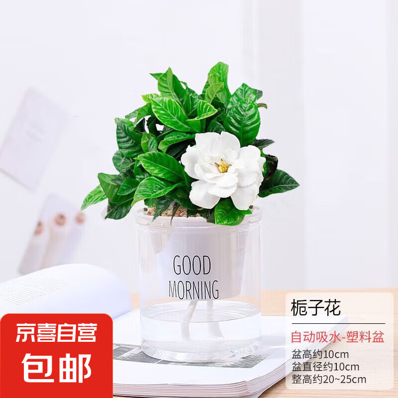 ˮ��ֲ����ֲ�������ڿ����칫������С�辰�������ܷ����������� �����ӻ���+��ŷ͸����ˮ��