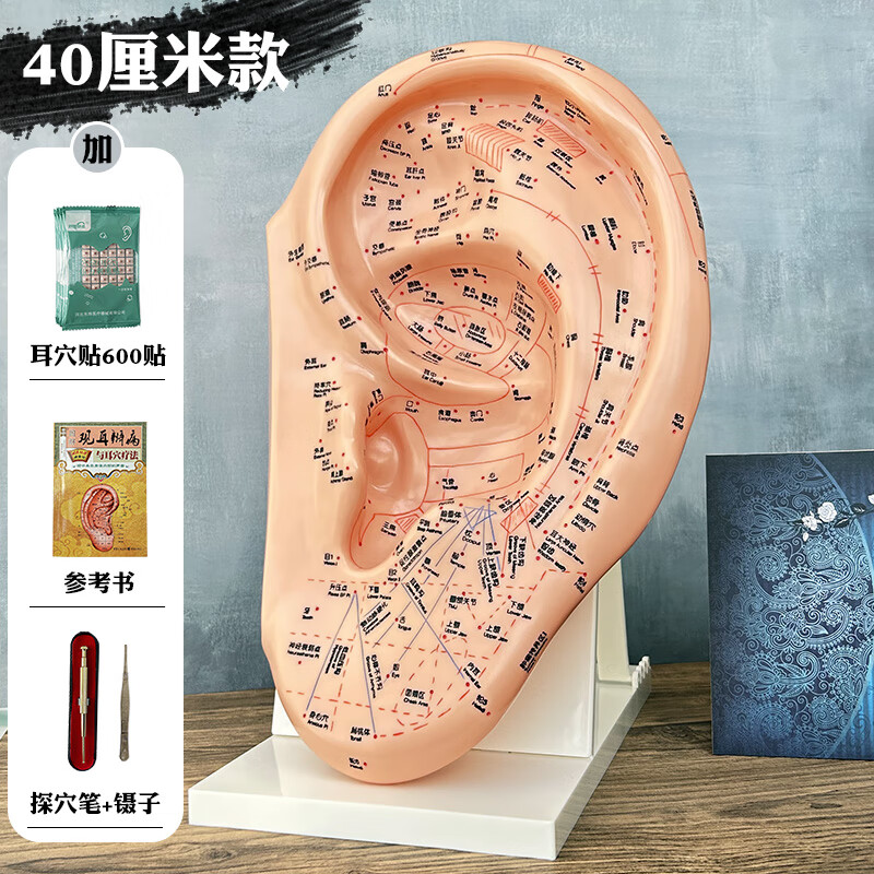 教學(xué)版耳穴模型多穴位針灸耳朵穴位模型耳穴模具特大耳模型帶支架 40厘米教學(xué)版+參考書(shū)+耳穴貼（600貼）+探穴筆