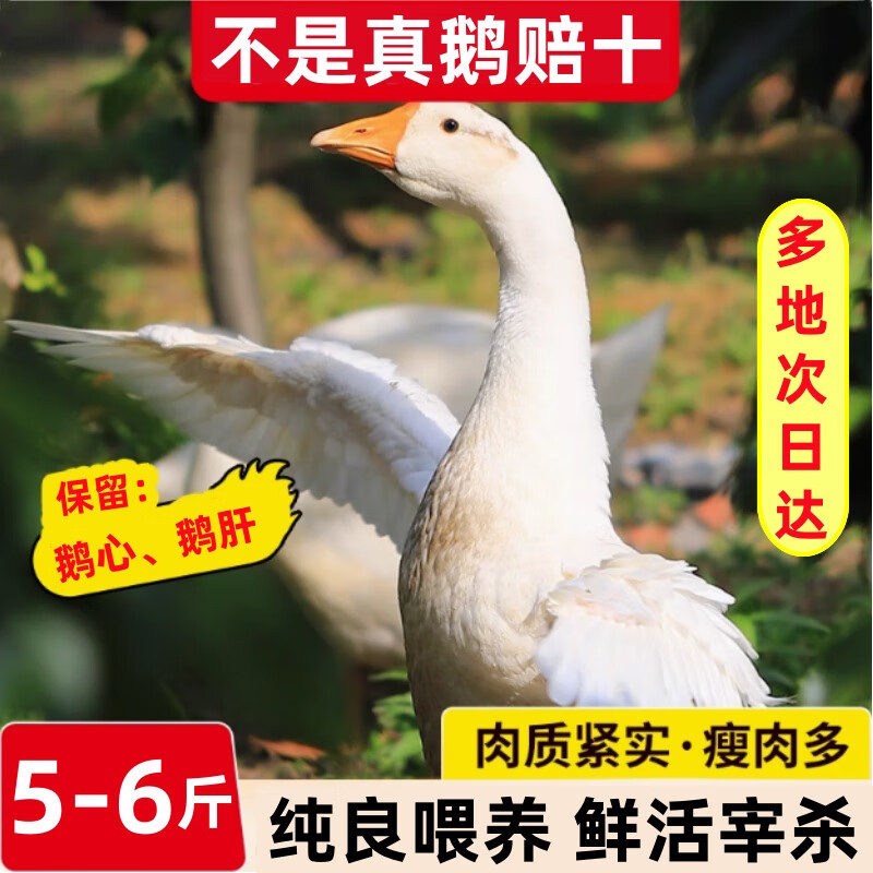 柒島散養(yǎng)大鵝新鮮大白鵝放養(yǎng)草鵝現殺生鵝肉冷凍嫩鵝仔鵝散養(yǎng)老鵝 大白鵝5-6斤/只【殺后凈重】 圓通  壞單包賠