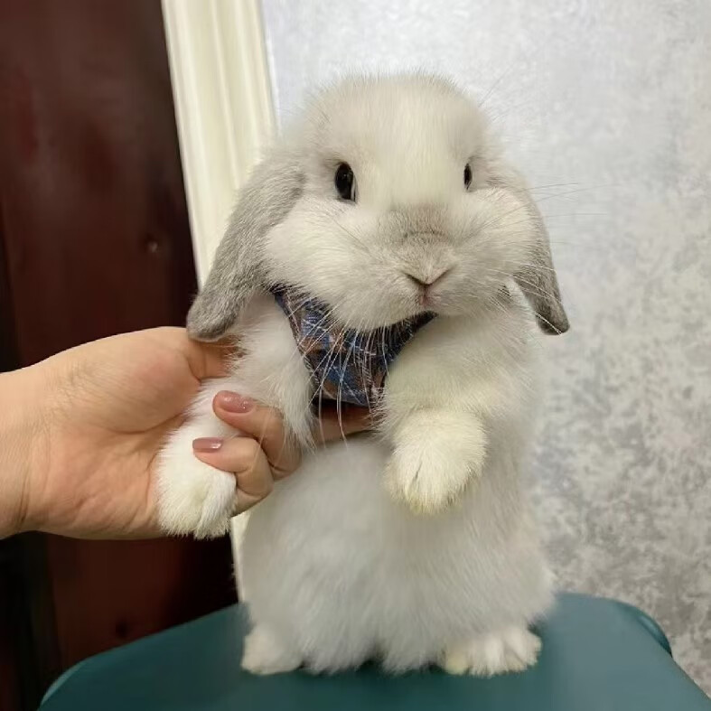 侏儒兔垂耳兔安哥拉迷你活体宠物性别随机 暹罗垂耳兔1只