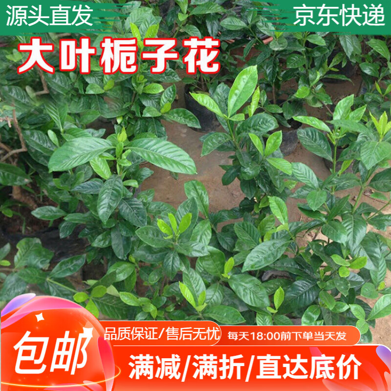 ����Ӵ�Ҷ���ӻ�������ֲŨ���ͻ��������̻���20-30cm��50��Դͷֱ��