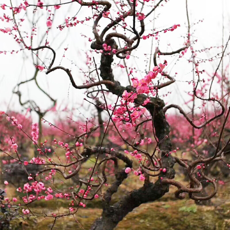 花郡城龙游梅树苗老桩游龙梅大树苗盆栽地栽游龙梅古树桩红梅造型 5年苗 原土发货