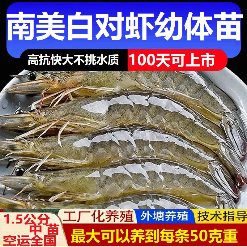 【空運(yùn)全國】南美白對蝦蝦苗對蝦苗批發(fā) 淡水本地蝦苗幼苗飼料 本店1.5公分淡水中苗可空運(yùn)全國 1-2毫米對蝦幼體4千尾