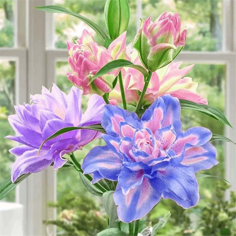 五色进口重瓣香水百合花种球四季开花室内外盆栽鲜花浓香型香味 多色重瓣百合 3个种球送肥料大花重瓣香水百合