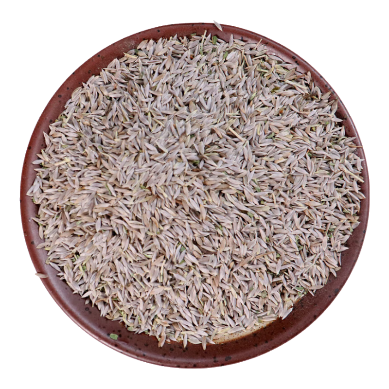 北京同仁堂一斤仟草御颜生菜籽白苣胜子白巨胜子莴苣籽生菜子500克