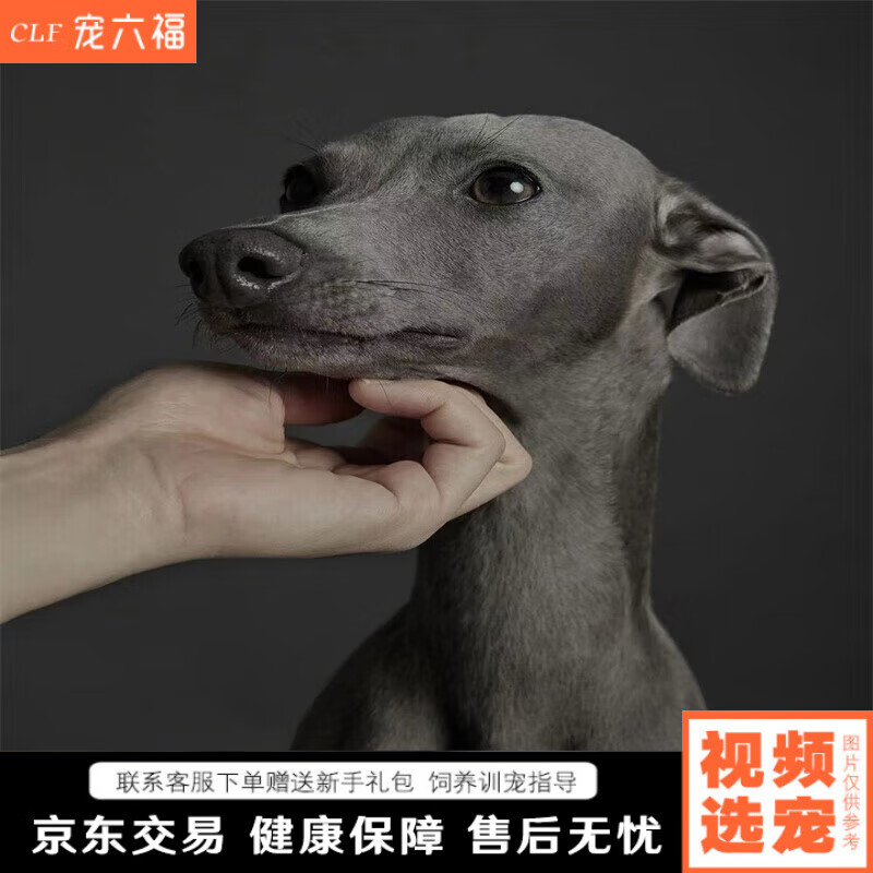 宠六福纯种格力犬灵缇犬幼犬幼崽宠物狗狗活体小狗活物 宠物级 公