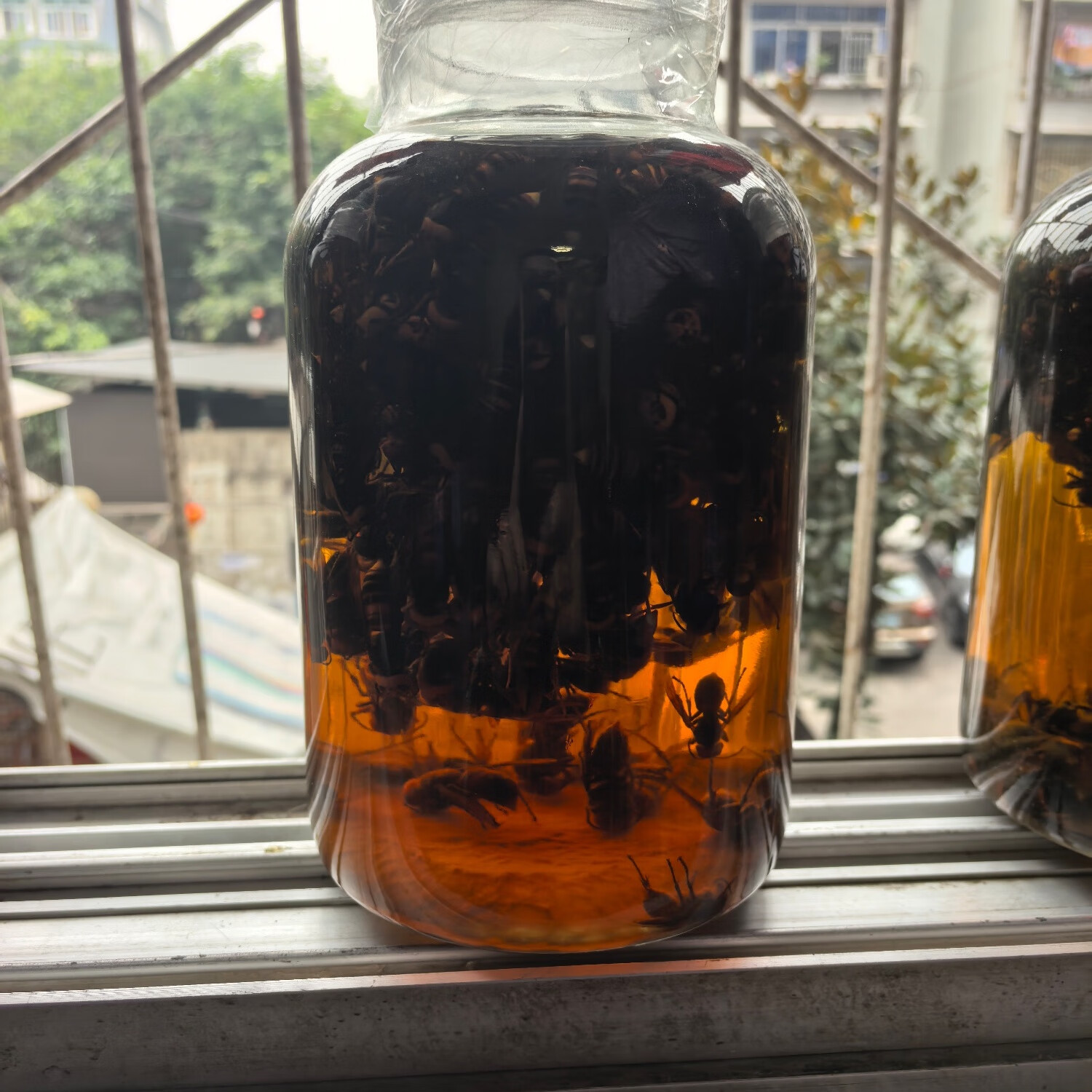 马蜂泡酒,金环虎头蜂,黄蜂泡酒,胡峰酒,诱蜂水原材料, 1年老蜂酒2.