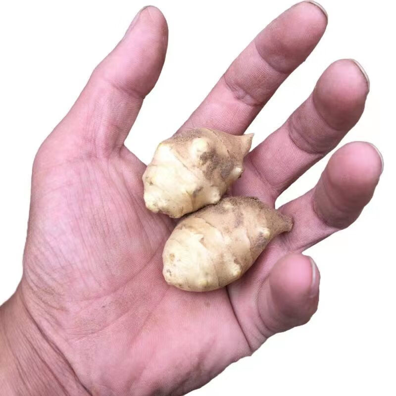 洋姜种苗洋姜苗鬼子姜种苗菊芋种苗直接种植带芽成活率高正宗种子 一斤装 洋姜种小果