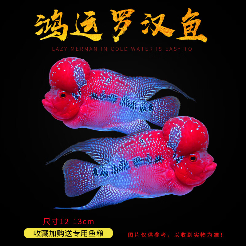 桐汝壁鴻運(yùn)羅漢魚起頭爆頭羅漢魚鴻運(yùn)馬騮滿銀金花羅漢活體觀賞魚 精品起頭鴻運(yùn)羅漢魚12cm左右1條