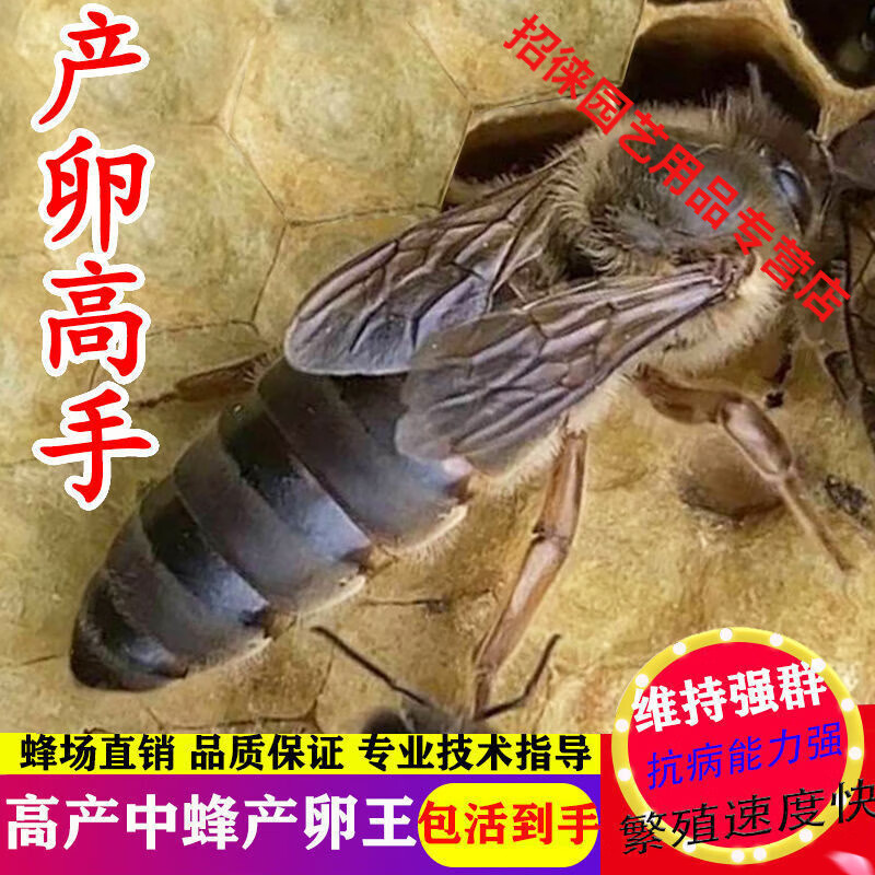 中蜂蜂王种王蜜蜂蜂王活体产卵王双色杂交王定制 贵州山峰产卵王(包活到手)属于什么档次？