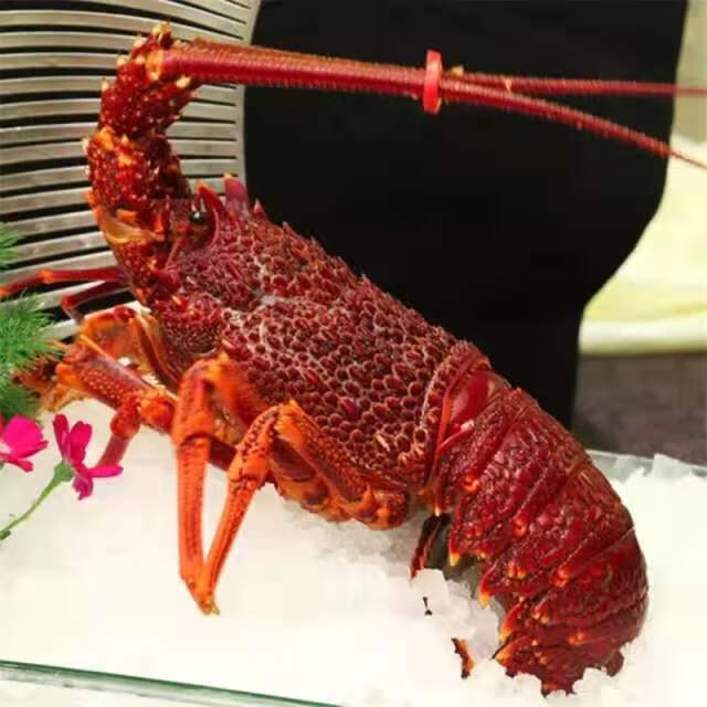 奧龍大龍蝦進(jìn)口澳洲紅龍鮮活1.2-10斤一只特大生凍巖龍西澳龍 4000g