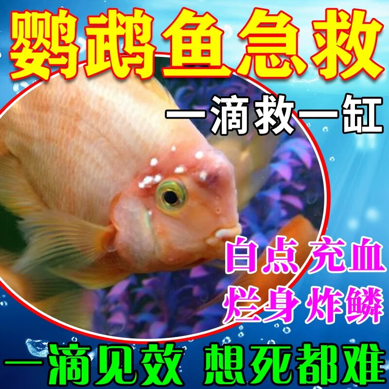 鹦鹉鱼专用鹦鹉鱼白点病头洞水霉病长白毛烂鳍烂尾病消毒杀菌液 一瓶