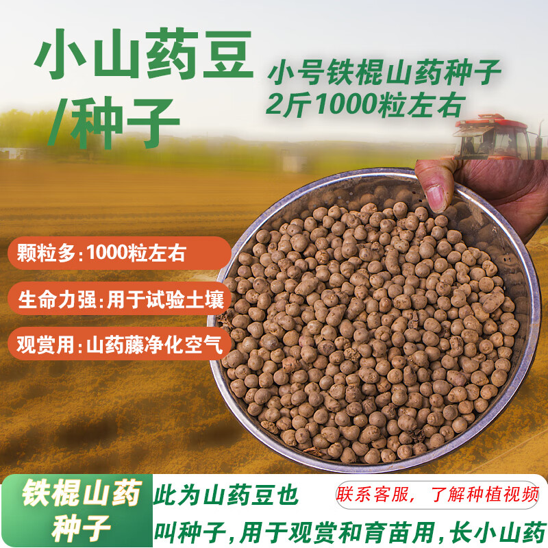 淮山药山药豆种子 种植苗河南焦作温县铁棍山药豆种苗种淮山种苗 2斤小铁棍山药种子(1000粒)
