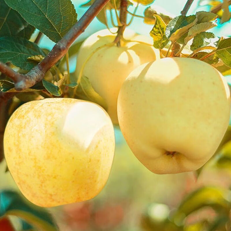 京蚨鲜【顺丰/JD】山东黄金维纳斯苹果团购送礼年货节礼盒 带箱9-10斤大果【80-85mm】净重8.5