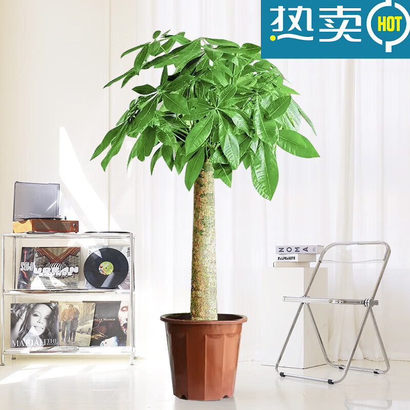 妙普档轻奢开业礼品落地发财树盆栽办公室摆件辫子客厅绿植大棵的 100