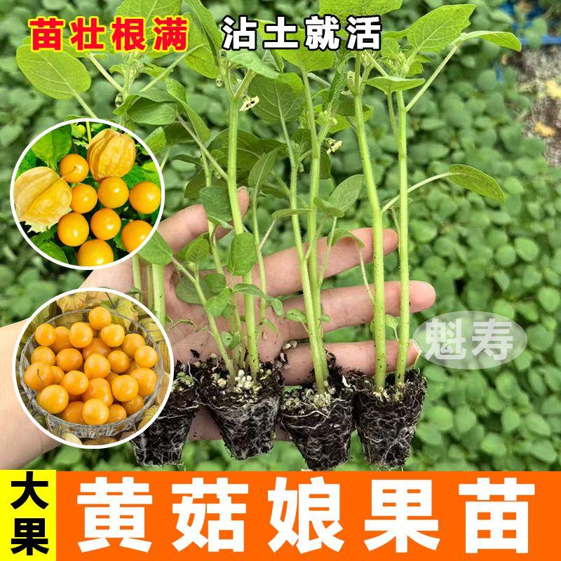 旺園興黃姑娘果苗燈籠果秧苗姑娘果樹苗四季高產(chǎn)種籽口感好根壯易成活 超甜黃姑娘苗5棵贈 2棵【實發(fā)7棵】