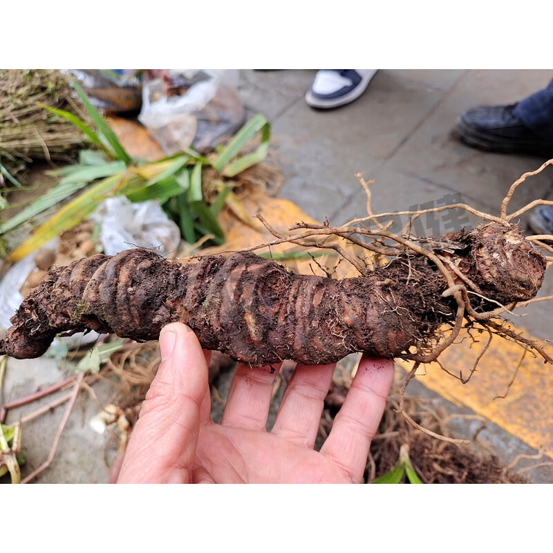 吾家余堂贵州新鲜重楼 中药材独脚莲七叶一枝花草河车灯台七高原地产