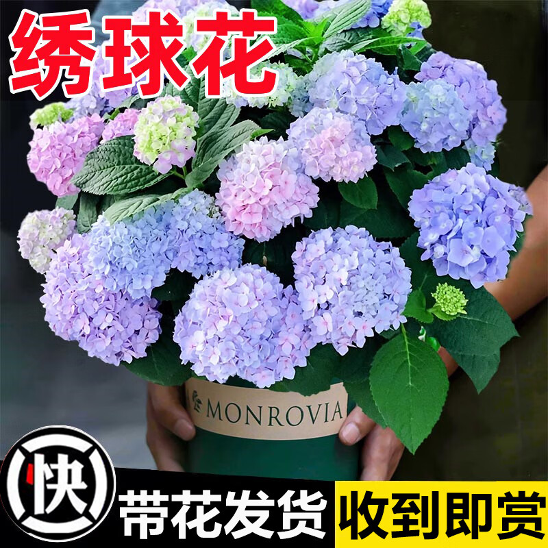 ڲʱ ļ ޾Ĵֲ̨ͥԺǤ廨 ɫ-󺣷ۣ/40-60cm+129.9Ԫ