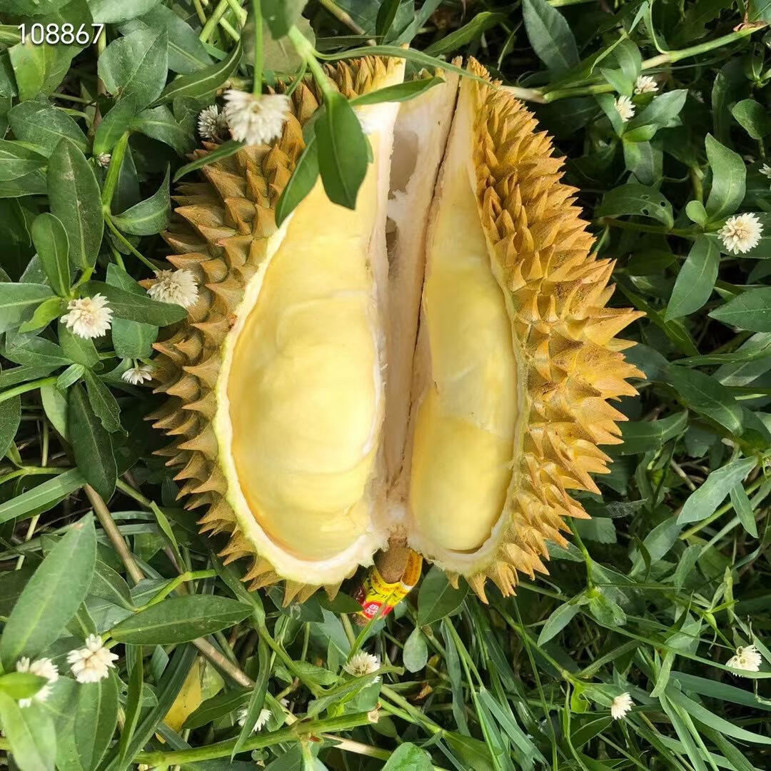 鲜耐【顺丰】正宗金枕新鲜榴莲泰国进口带壳大果软糯树熟 金枕榴莲(保3房) 净重3-4斤(1个果)