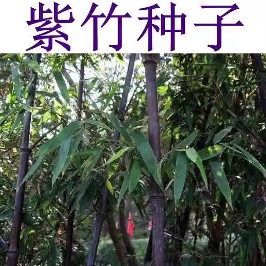 散装大型毛竹种子紫竹种子新采毛竹种子青竹金镶玉竹子 紫竹 200粒