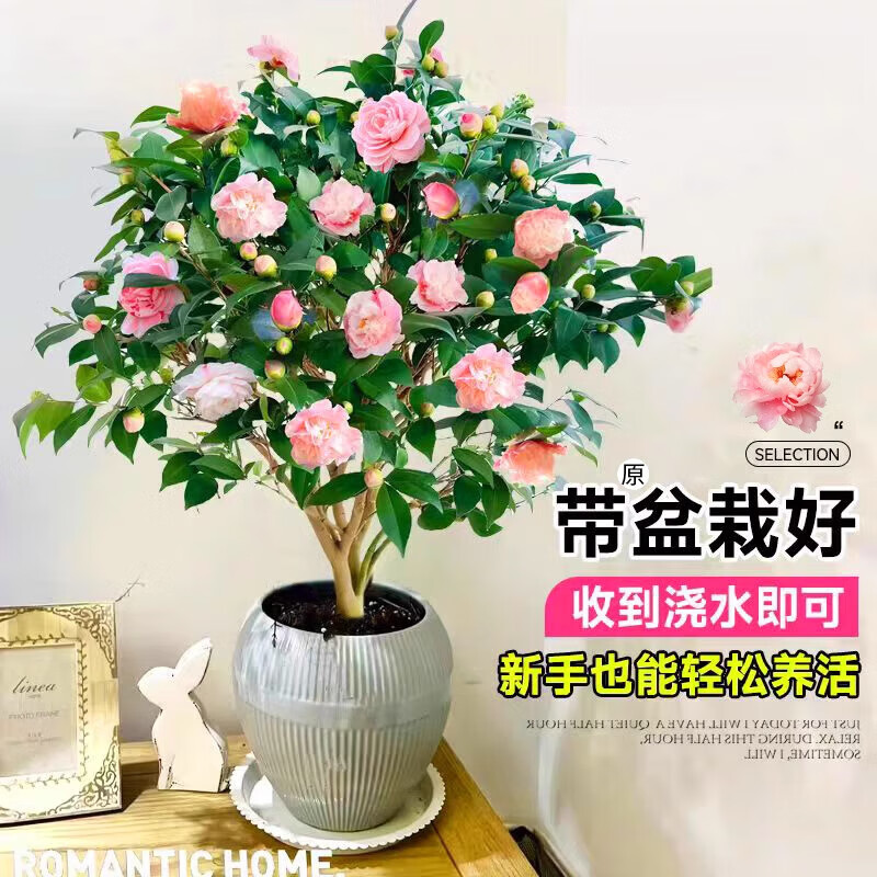 木允瑤香妃茶花盆栽帶花苞四季好養(yǎng)山茶花室內(nèi)外客廳陽臺(tái)濃香型花卉樹苗 高品質(zhì)香妃茶花8年苗高約80cm 【帶花苞茂盛】 不含盆