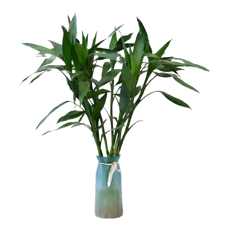 【富贵竹】广州发货水培植物好养易活懒人节节高供佛办公室内礼物 富贵竹60cm5支