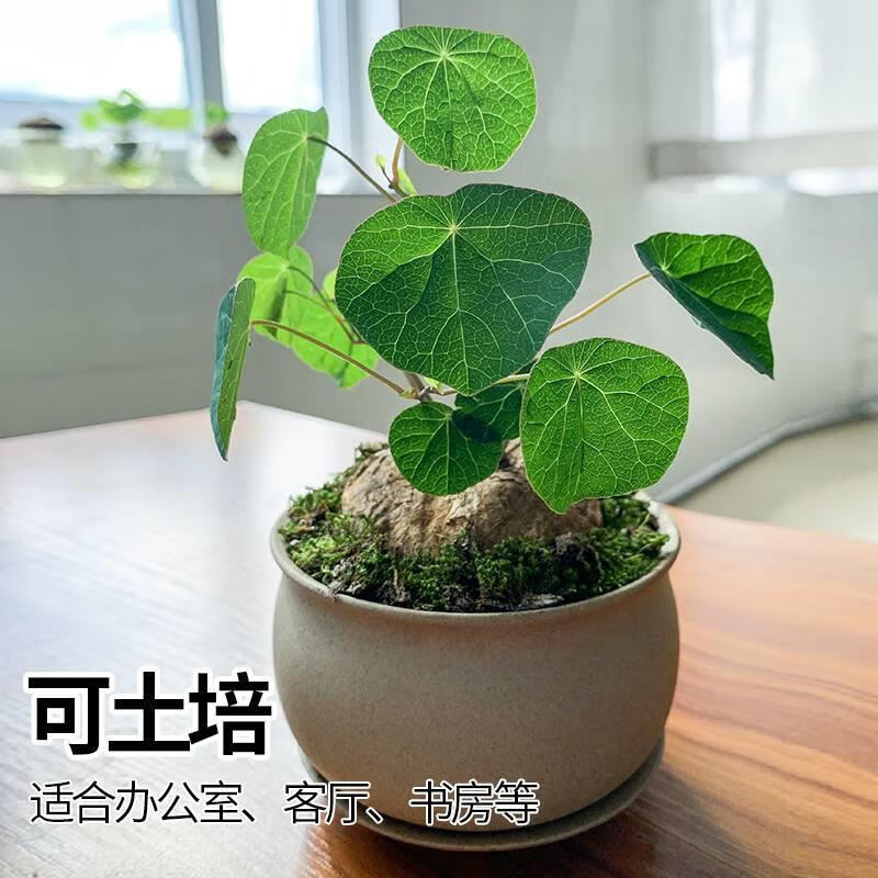 山乌龟爬藤植物千金藤种球绿红藤金不换水培土培盆栽包成活包发芽 红藤山乌龟直径4-6厘米1个 不含盆